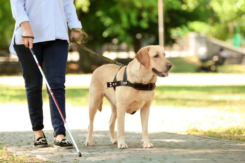 Stock image: A person walking with a guide dog
