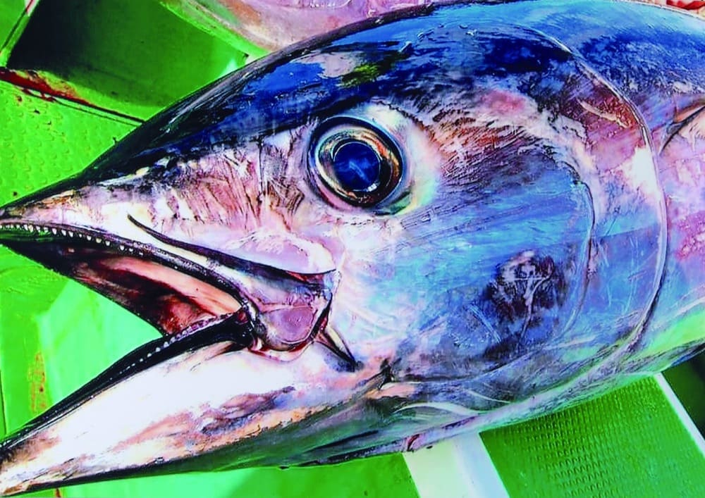Close-up of a tuna