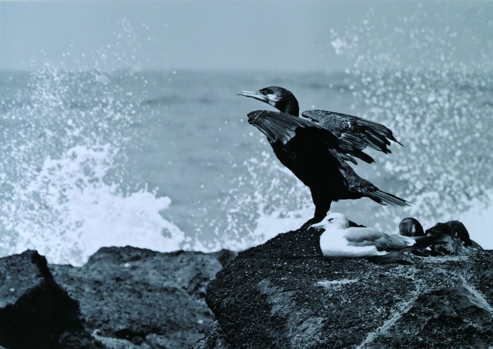 A Japanese cormorant standing on the shore