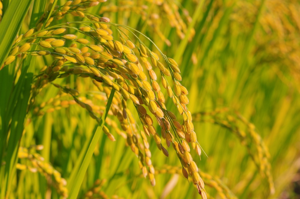 A rice plant