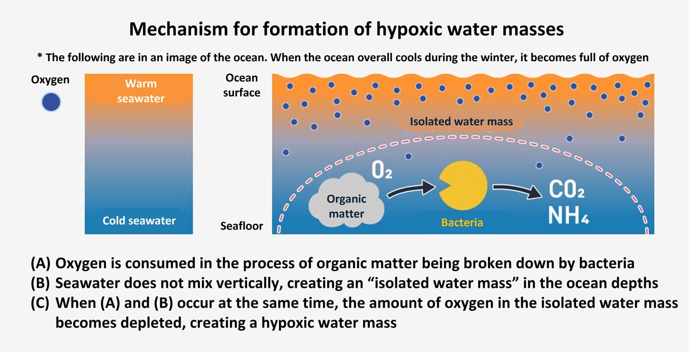 Illustrated explanation of how hypoxic water masses form. A cross-sectional view of the ocean shows the processes of organic matter decomposition, inadequate ocean circulation, and declining oxygen levels.