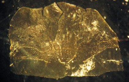 Photo of sardine scales that have accumulated on the seafloor of Beppu Bay over approximately 1,500 years. Numerous fine concentric lines are etched into the translucent, amber-colored surface.