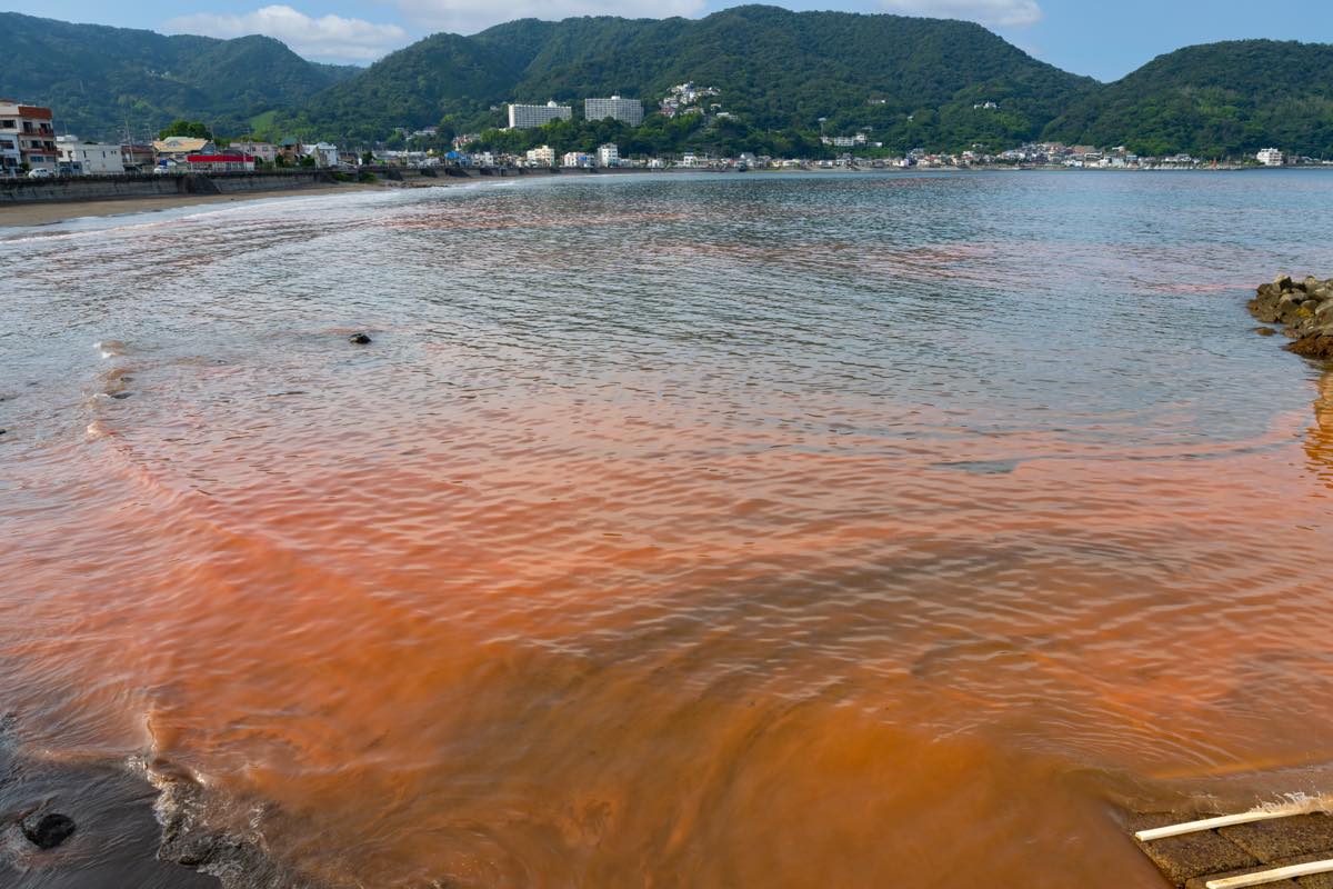 Photo of a section of the ocean that has turned red from the formation of a red tide