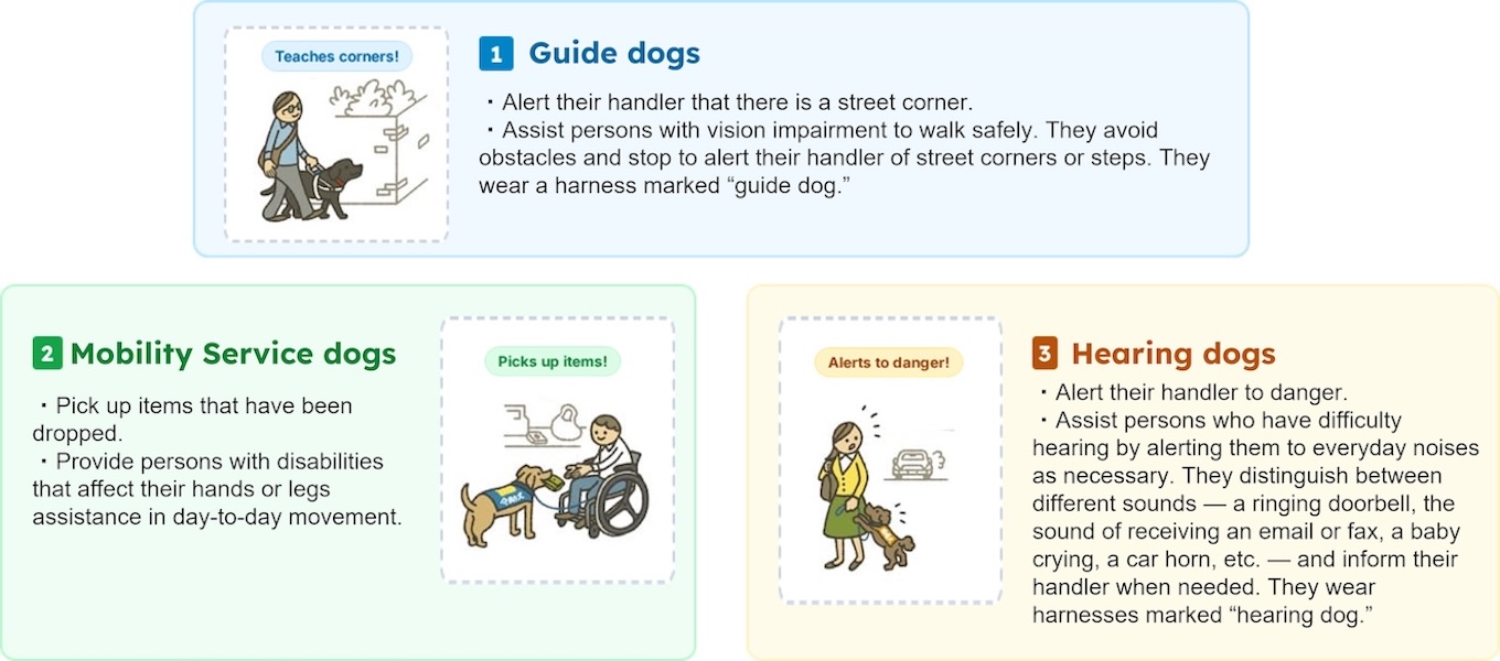 1. Guide dogs: Assist persons with vision impairment to walk safely. They avoid obstacles and stop to alert their handler of street corners or steps. They wear a harness marked “guide dog.” 2. Mobility service dogs: Provide persons with disabilities affecting their limbs with assistance in day-to-day movement. For instance, picking up and handing over items, fetching specific items, and helping with undressing. Their harness is marked “mobility service dog.” 3. Hearing dogs: Assist persons who have difficulty hearing by alerting them to everyday noises as necessary. They identify the different sounds — a ringing doorbell, the sound of receiving an email or fax, a baby crying, a car horn, etc. — and inform their handler when needed. They wear a harness marked “hearing dog.”